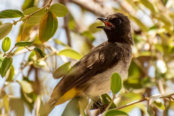 bird watching tour