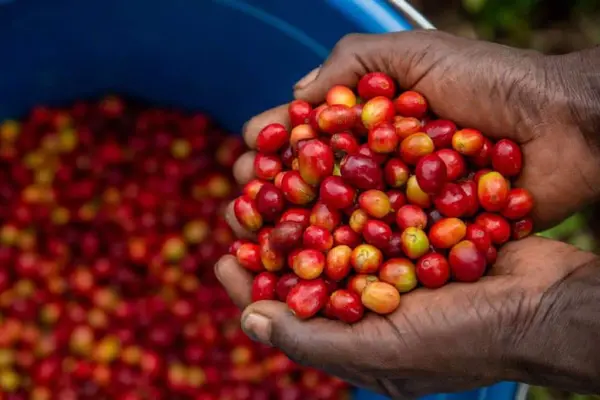 coffee cherries harvest